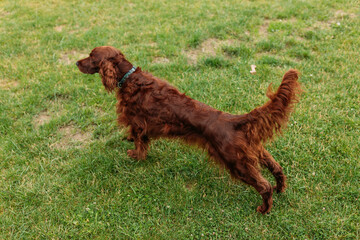 Beautiful happy Irish Setter dog is lying in grass on a beautiful summer day. Brown Dog in yoga pose.