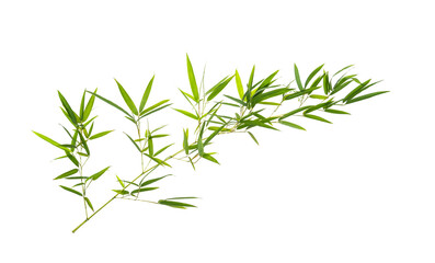 green bamboo leaves isolated on white background