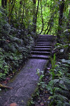 Monteverde Cloud Forest Reserve, views of hiking path, plants and trees, Costa Rica within the Puntarenas and Alajuela provinces. Central America.