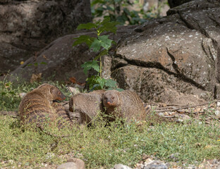The banded mongoose is a mongoose native from the Sahel to South Africa. Her Odense...