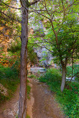 Ruta botanica del rio Ebrón en Teruel