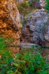 Ruta botanica del rio Ebrón en Teruel