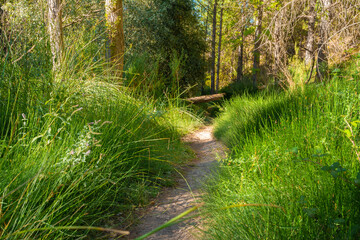 Ruta botanica del rio Ebrón en Teruel