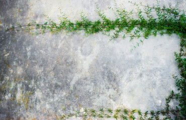 Horizontal old concrete wall background with green ivy with space for text. Green ivy on old cement wall copy space for text