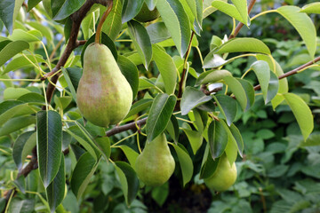 Close up of Pear Hanging on tree.Fresh juicy pears on pear tree branch