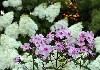 pink phlox against the background of white hydrangeas and the setting sun