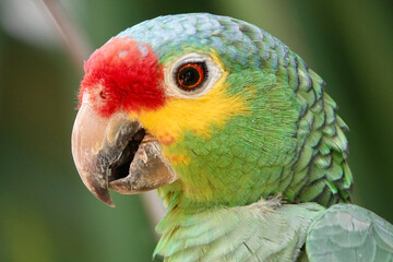Portrait of beautiful Red-lored Amazon Parrot in Mexico on green blurry background. High quality photo