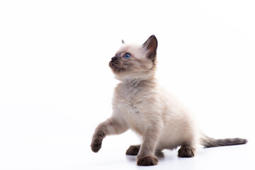 Cute playful Siamese kitten getting ready to jump. Cat activities. Isolated on white background