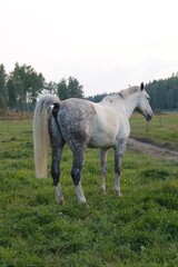 Horse in courtyard during the sunrise in Stockholm Sweden. High quality photo