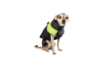 dog in winter jacket, pet warm clothes for walking, a toy terrier in a vest isolated