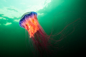 Lion's Mane jellyfish drifting underwater in the gulf of st.Lawrence - obrazy, fototapety, plakaty