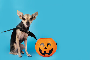 Halloween Dog with Halloween pumpkins, funny pet in a bat costume, copy space