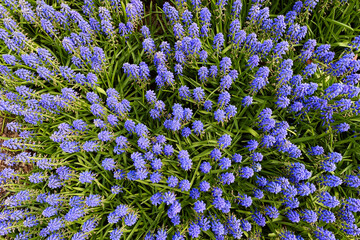 background field of lupins, blue flowers top view, summer landscape