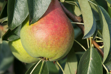Ripe pears hang on a branch. Harvesting fruits in the garden in autumn.