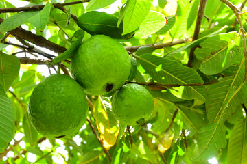 close-up of three Guava Fruits hanging on tree branch