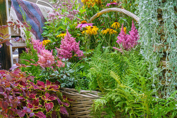 Ornamental plants and herbs. Beautiful plant background.