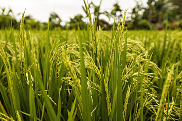 Rice field close up in Bali, Indonesia