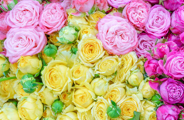 Beautiful bouquet of roses. Beautiful floral colorful background.