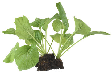 Home plant Chinese Cabbage-PAI TSAI or Brassica chinensis Jusl var parachinensis (Bailey) with root 