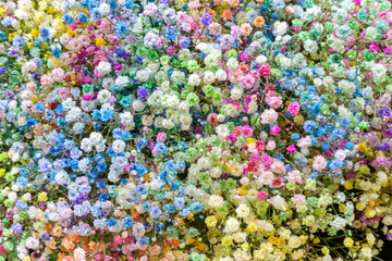 Multicolored small flowers. Beautiful floral background.