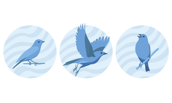 set of blue birds, vector, illustration isolated on white background
