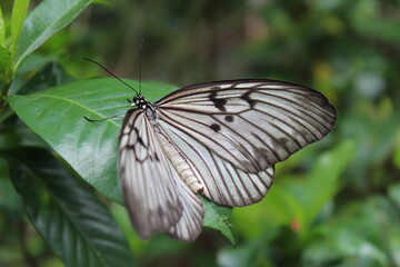 Fototapeta na wymiar Rice Paper Butterfly 3
