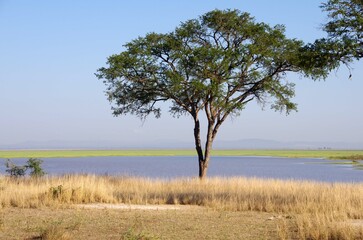 Landscape in the Katavi park in Tanzania, East Africa