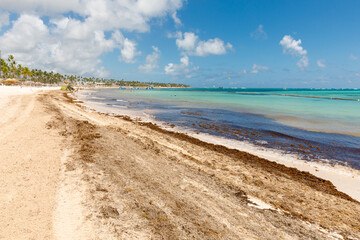 Fototapeta na wymiar Beach full of sargassum algae. Sargassum seaweeds Caribbean ecological problem.