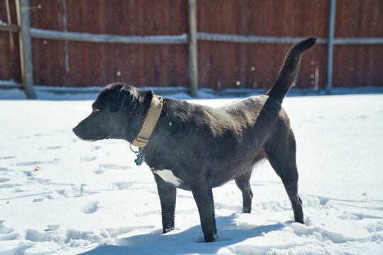 Boxador dog playing in a backyard covered in snow