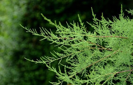 arborvitae branch in the foreground and blurred soft green background. bright summer light. background image. evergreen plant. closeup detail. juniper family plant.