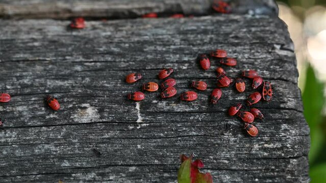 Beetles on a log. A lot of Pyrrhocoris apterus sits on a tree. The soldier beetle or red beetle sits on a tree