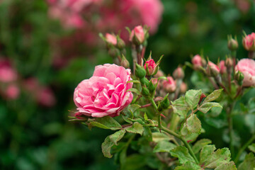 A pink rose on a branch of a fluffy bush grows in a garden in a park.