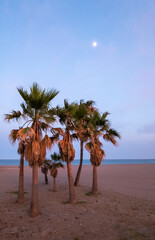 The moon appears at sunset on a blue sky and over the palm trees on the empty beach