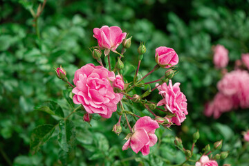 A beautiful photo for wallpaper or a postcard with fluffy branches of a pink rose bush from the park.