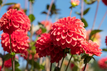 Stunning dark pink dahlia flowers by the name Polventon Kristobel, photographed with a macro lens on a sunny day in early autumn at Wisley, near Woking in Surrey UK