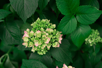 A branch of wild hydrangea blooms beautifully among the green leaves of a tree.