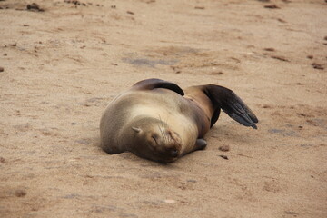 Fototapeta premium Happy seal