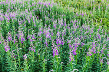 fireweed flowers
