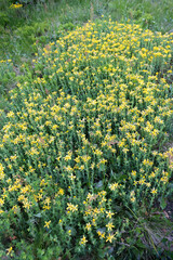 hypericum flowers