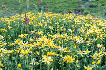 Obraz premium hypericum flowers