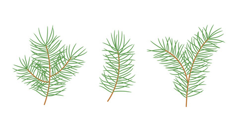 Set of pine branches. Template for winter Christmas design. Isolated vector illustration