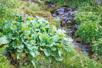 Obraz premium stream in the mountains..