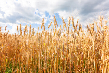 Yellow agriculture field with ripe wheat and blue sky with clouds over it. Field with a harvest. Background of ripening ears of wheat field and sunlight. Selective focus. Field landscape.
