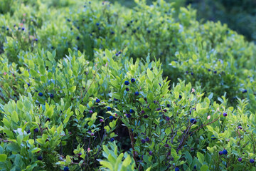 blueberries on a bush