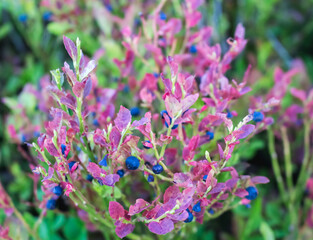 blueberries on a bush