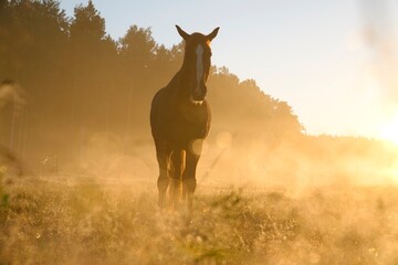 Naklejka premium Horse in courtyard during the sunrise in Stockholm Sweden. High quality photo