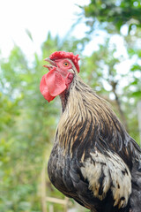 portrait of crowing bantam rooster, small variety of fowl, ornamental breed with black and white feathers,male chicken bird on green summer background with copy space