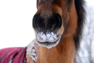 Brown horse standing outdoor in a freezing cold snowy day covered by snow