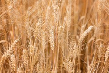 Yellow agriculture field with ripe wheat and blue sky with clouds over it. Field with a harvest. Background of ripening ears of wheat field and sunlight. Selective focus. Field landscape.