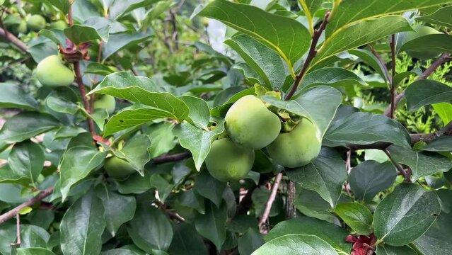 closeup of unripe fruit of Japanese Persimmon, surrounded by green leaves in tree